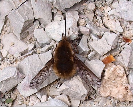 Bombylius discolor 4