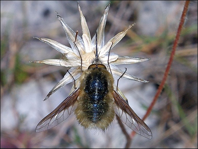 Bombylius major 1