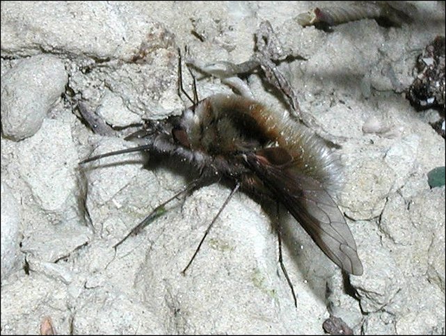 Bombylius major 2