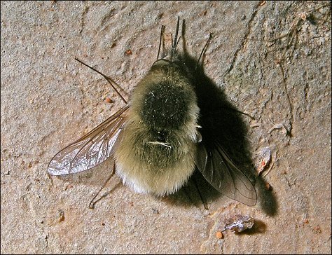 Bombylius major 3