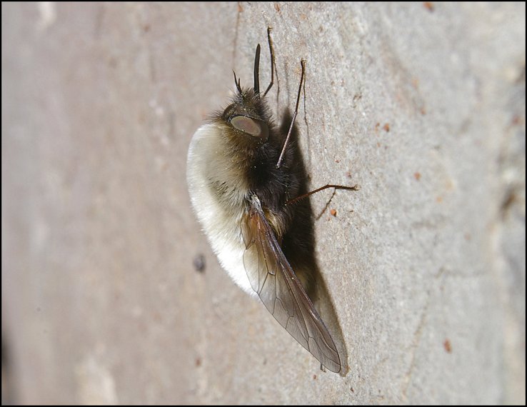 Bombylius major 4