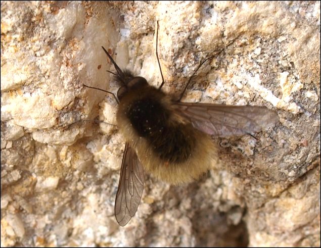Bombylius major 5