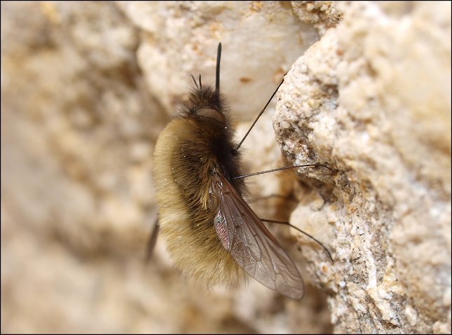 Bombylius major 6