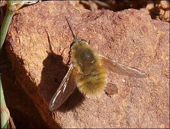 Bombylius minor 1