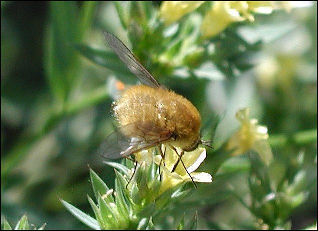 Bombylius minor 2