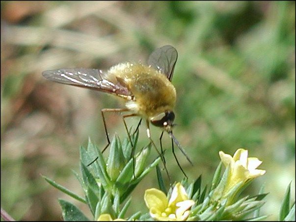 Bombylius minor 3