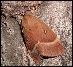 Bombyx du Chêne
