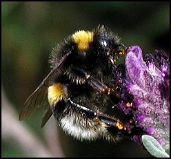 Bourdon terrestre