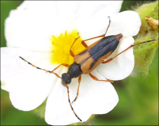 Brachyleptura stragulata 1