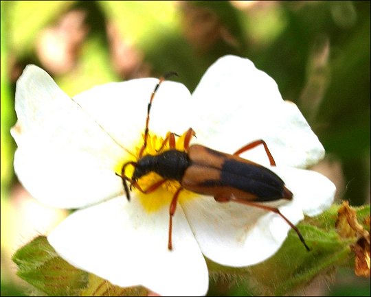 Brachyleptura stragulata 2
