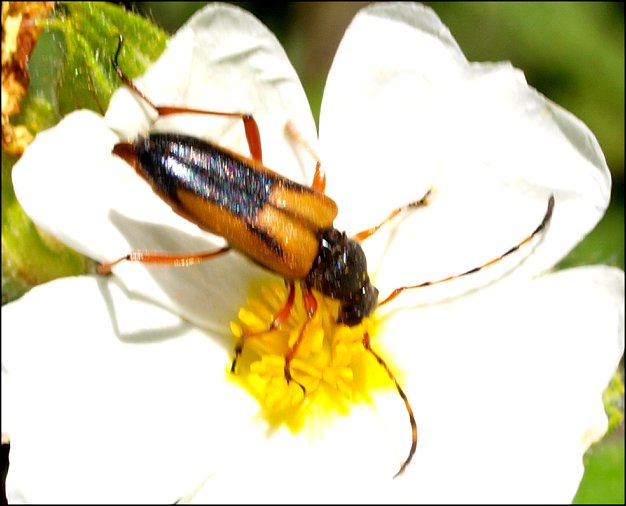 Brachyleptura stragulata 3