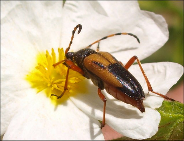 Brachyleptura stragulata 4