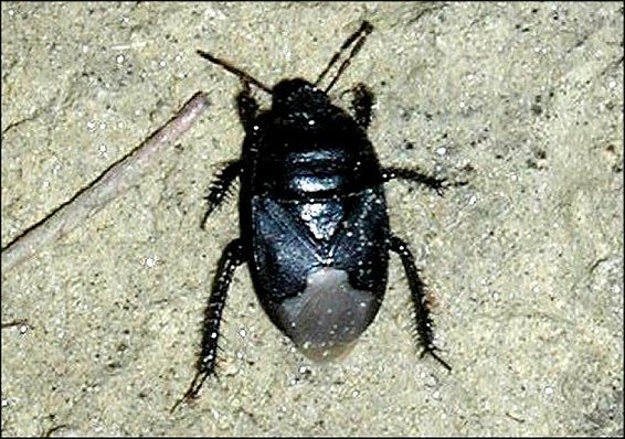 Brachypelta aterrima 1