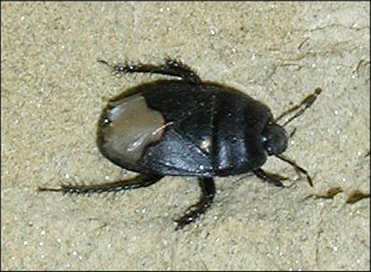 Brachypelta aterrima 2