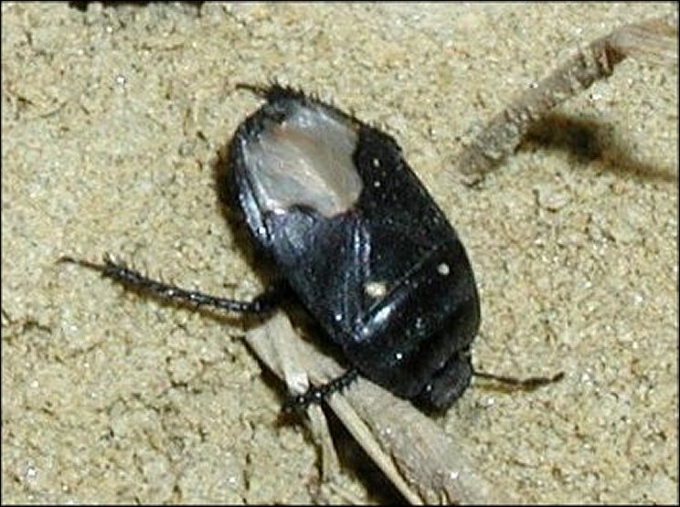 Brachypelta aterrima 3