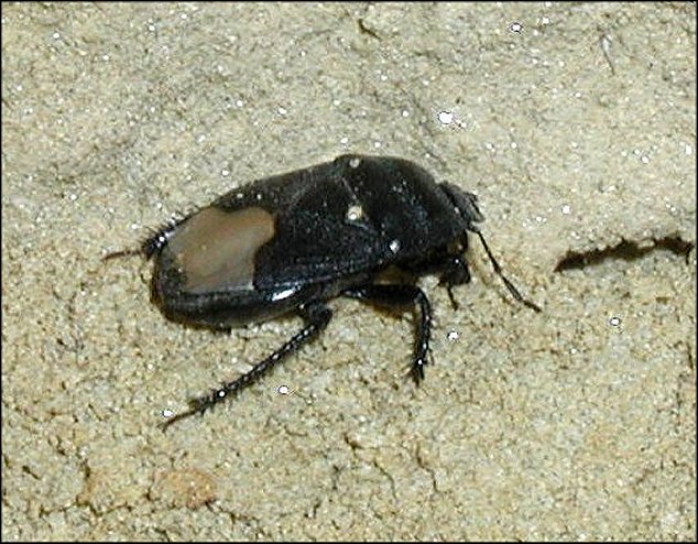 Brachypelta aterrima 4
