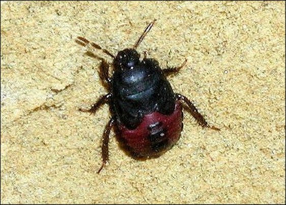 Brachypelta aterrima 5