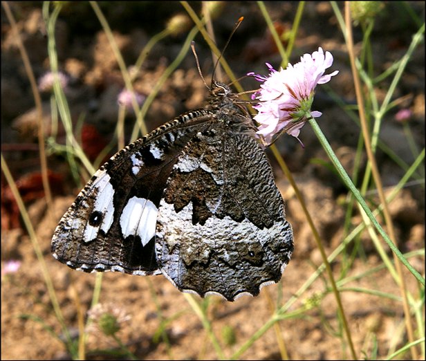 Brintesia circe 1
