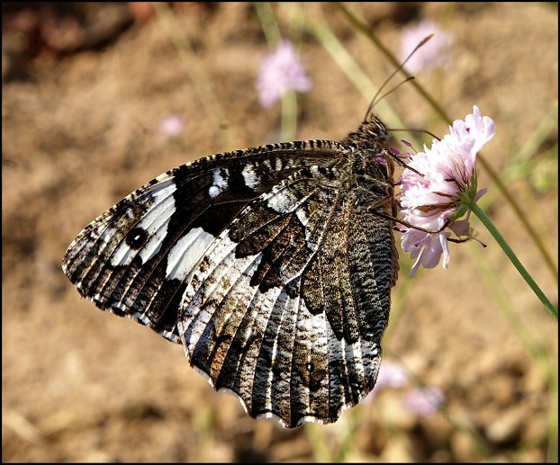 Brintesia circe2