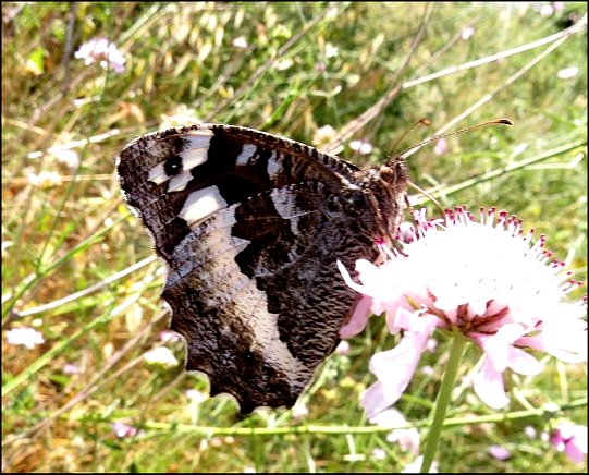 Brintesia circe 4