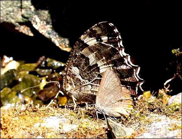 Brintesia circe 5