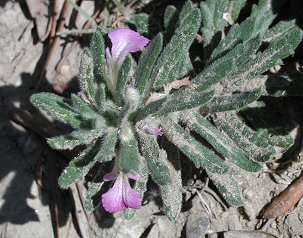 Bugle ivette
