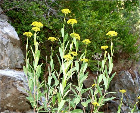 Bupleurum fruticosum 1