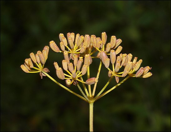 Bupleurum fruticosum 10