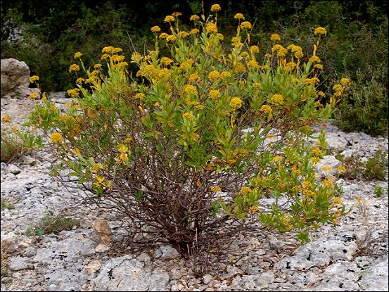 Bupleurum fruticosum 11