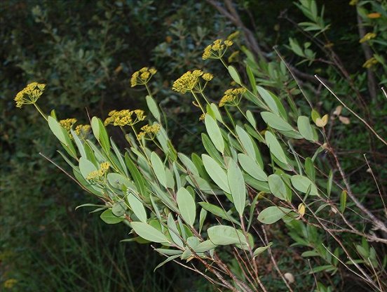 Bupleurum fruticosum 2