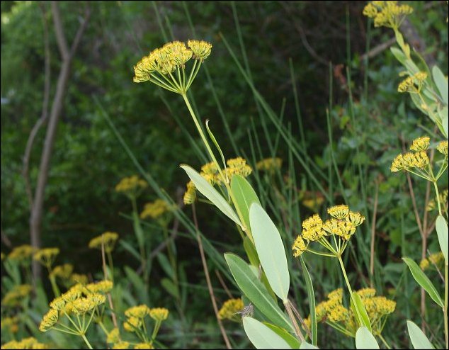 Bupleurum fruticosum 3