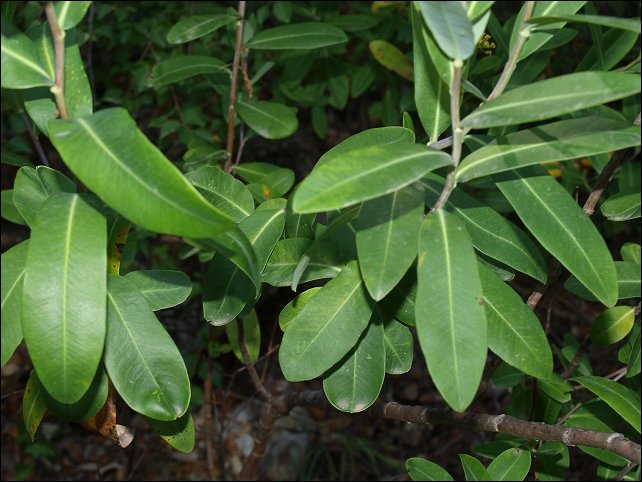Bupleurum fruticosum 4