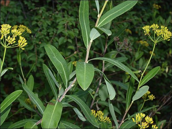 Bupleurum fruticosum 5