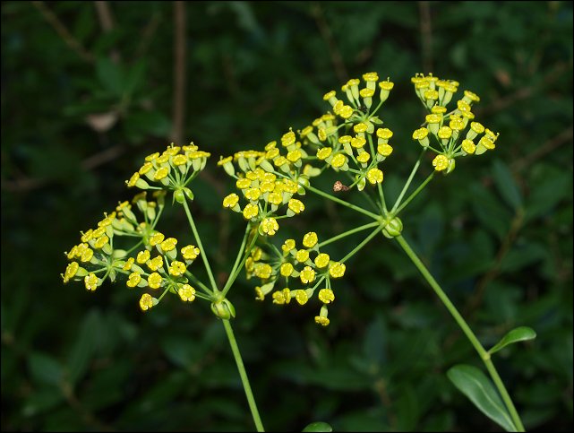 Bupleurum fruticosum 6