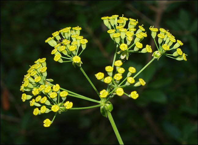 Bupleurum fruticosum 7