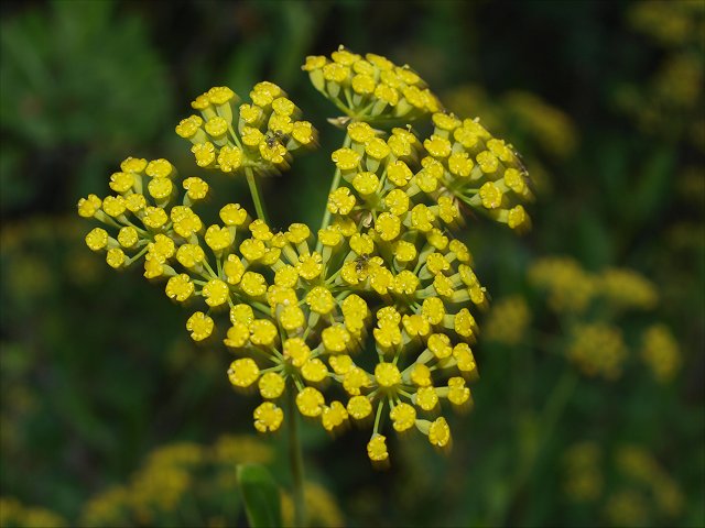 Bupleurum fruticosum 8