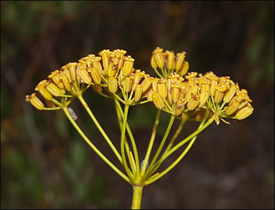 Bupleurum fruticosum 9