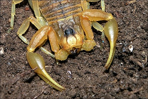 Buthus occitanus 5