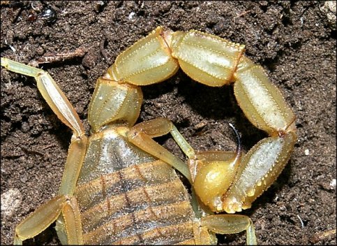 Buthus occitanus 6