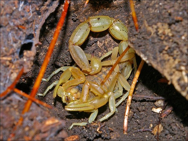 Buthus occitanus 7
