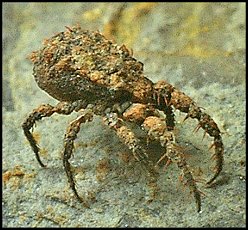 Caeculide