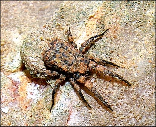 Caeculus 1