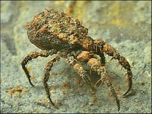 Caeculus 3