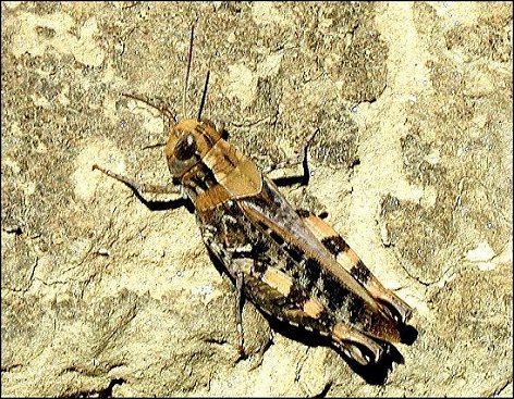 Calliptamus barbarus 1