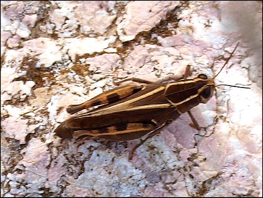Calliptamus barbarus 2