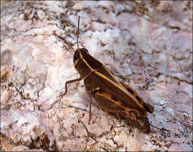 Calliptamus barabarus 3