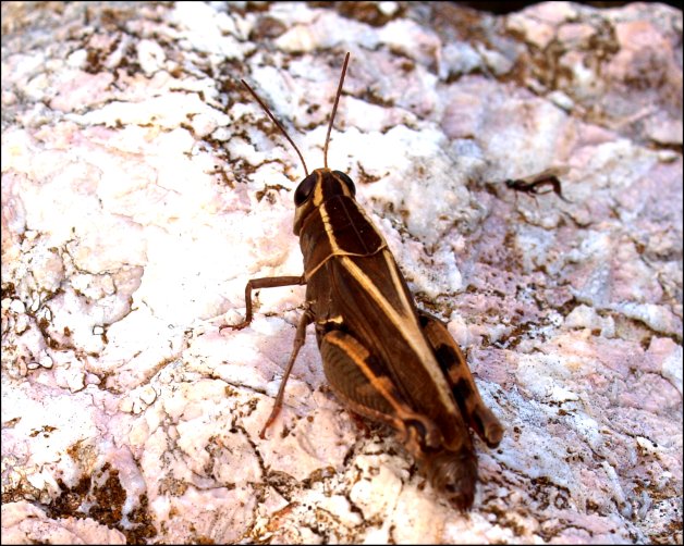 Calliptamus barbarus 4