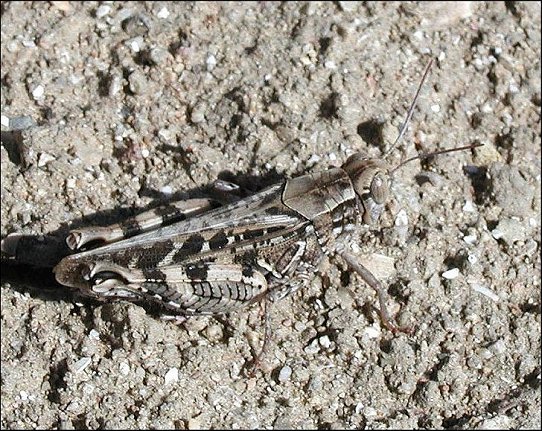 Calliptamus italicus 1