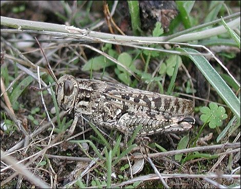 Calliptamus italicus 2