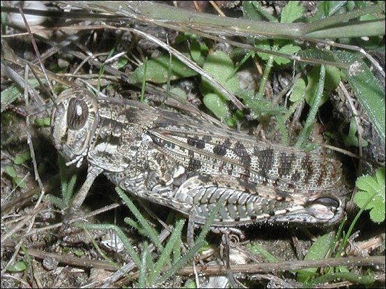 Calliptamus italicus 3